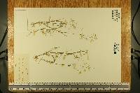 Panicum flexile image