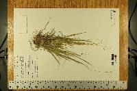 Dichanthelium linearifolium image