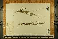 Dichanthelium linearifolium image