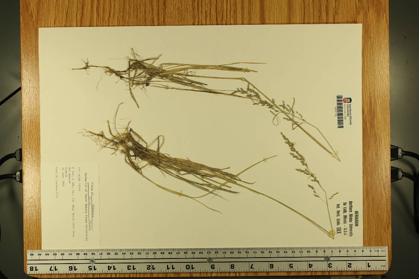 Poa arida image