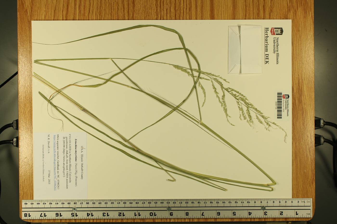 Eriochloa meyeriana image