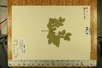 Guaiacum officinale image