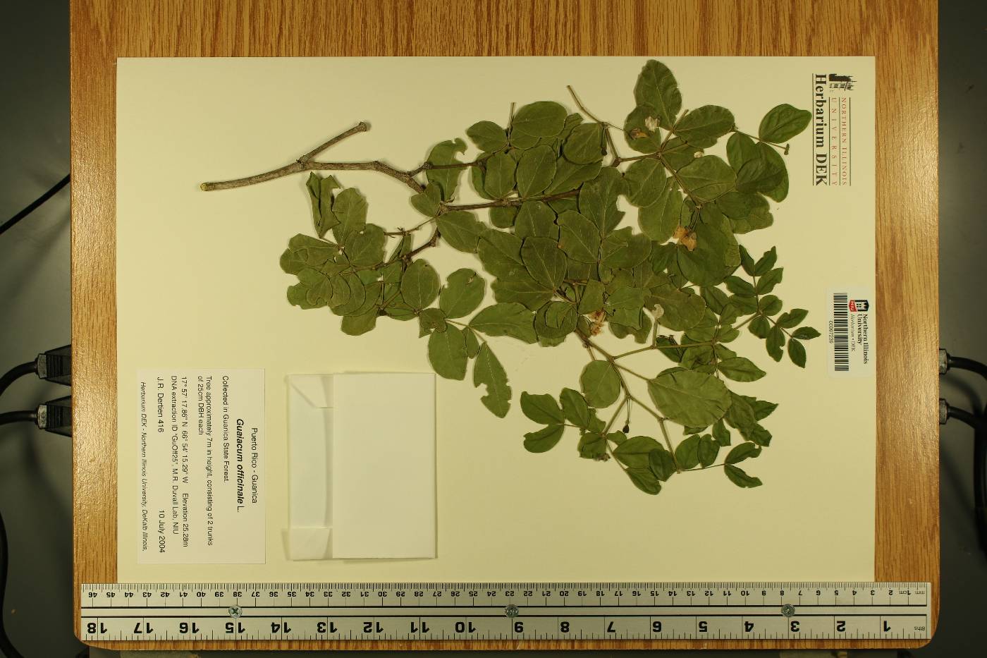 Guaiacum officinale image