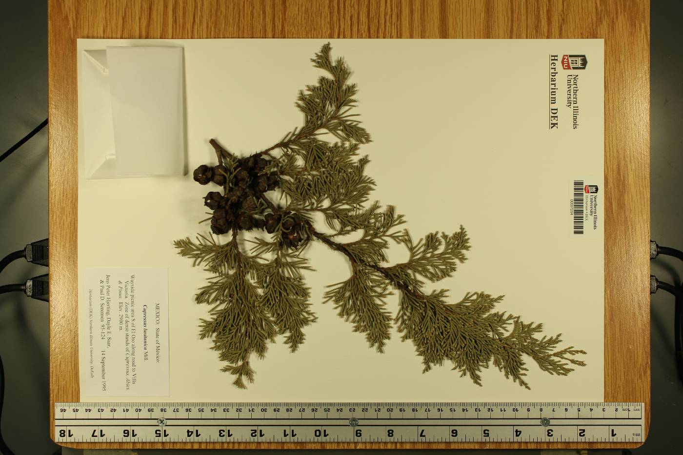Hesperocyparis lusitanica image