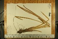 Acorus calamus image