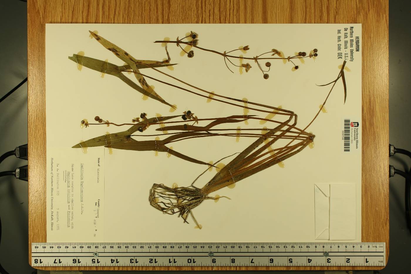 Sagittaria engelmanniana image