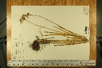 Allium tuberosum image