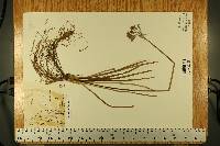 Tulbaghia violacea image