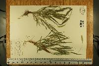 Pennisetum glaucum image