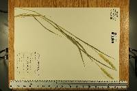 Pennisetum glaucum image