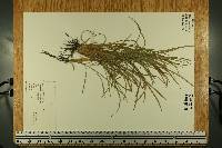 Ophiopogon jaburan image