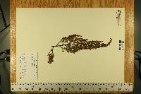 Larrea tridentata image