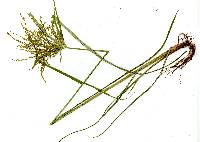 Cyperus iria image