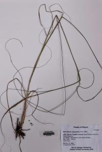 Sporobolus compositus image