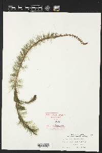 Myriophyllum heterophyllum image