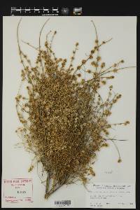 Sarcobatus vermiculatus image