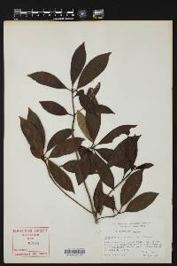 Ternstroemia sylvatica image