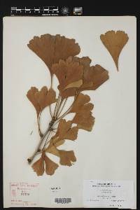 Ginkgo biloba image