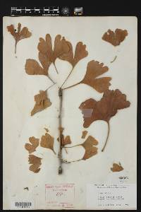 Ginkgo biloba image