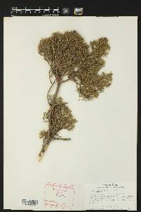 Juniperus deppeana image