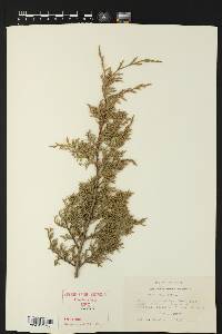 Juniperus ashei image