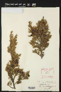 Juniperus ashei image