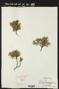 Juniperus ashei image