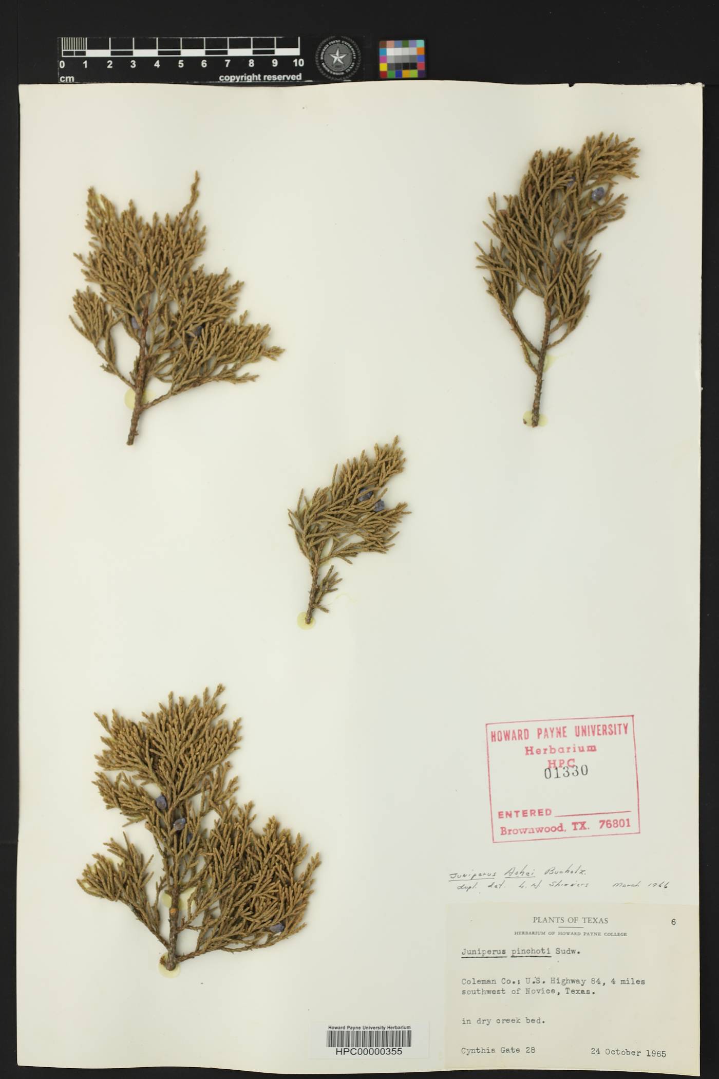 Juniperus ashei image