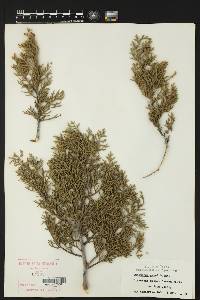 Juniperus ashei image