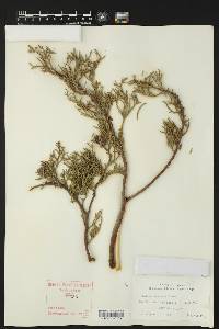 Juniperus deppeana image