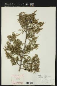 Juniperus ashei image