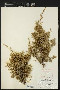 Juniperus pinchotii image