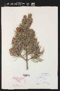 Pinus edulis image