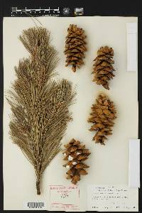 Pinus flexilis image