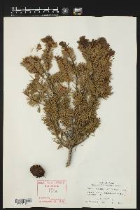 Pseudotsuga menziesii image