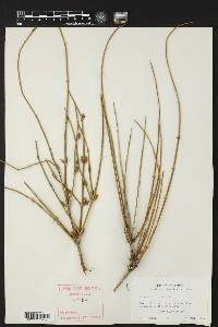 Ephedra trifurca image