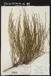 Ephedra aspera image