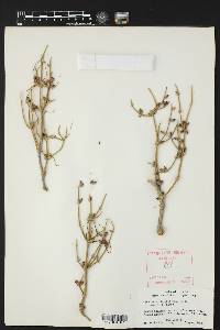 Ephedra antisyphilitica image