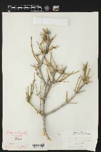 Ephedra antisyphilitica image