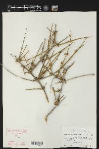 Ephedra antisyphilitica image