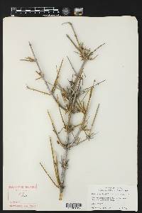 Ephedra antisyphilitica image