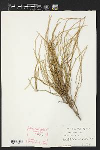 Ephedra torreyana image