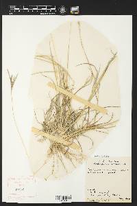 Bothriochloa ischaemum image