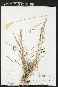 Bothriochloa barbinodis image