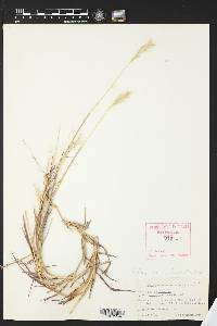 Bothriochloa laguroides image