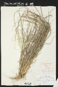 Bothriochloa edwardsiana image