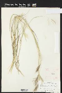 Bothriochloa ischaemum image