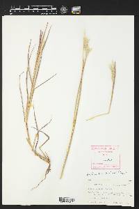 Bothriochloa barbinodis image