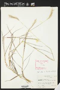 Bothriochloa saccharoides image