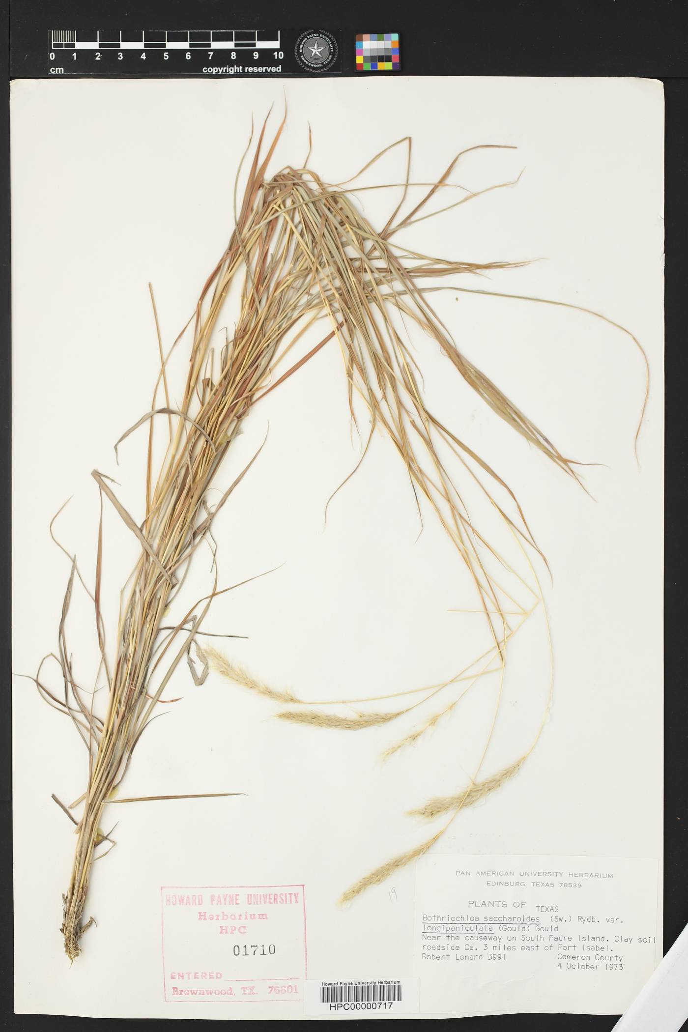 Bothriochloa longipaniculata image